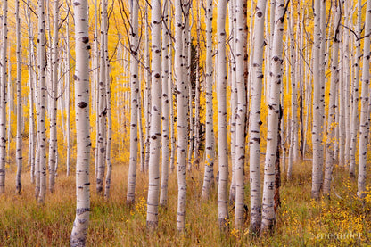 MEANDER COLLECTION FALL ASPEN GROVE PARK CITY UTAH PHOTOGRAPHY