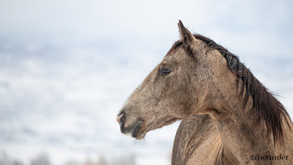 Grace Amidst The Frost