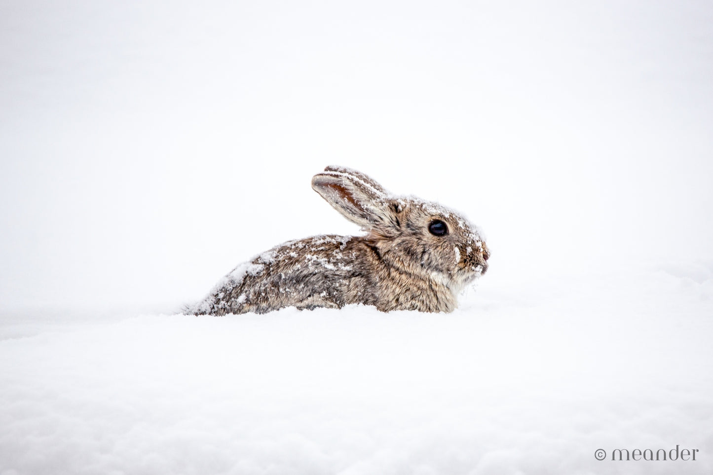 Powder Bunny